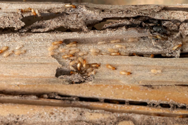 Pest Control Cost in Waverly, MN